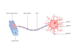 Neuron Diagram Free Neuron Diagram Templates