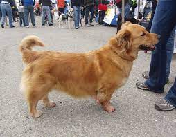 1 Corgi Golden Retriever Corgi Golden Retriever Corgi Mix Breeds Golden Retriever Corgi Mix