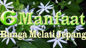 Khasiat bunga melati yang pertama bisa membantu anda melancarkan saluran pernapasan. Wow Inilah 6 Manfaat Bunga Melati Jepang Yang Perlu Sahabat Ketahui Youtube