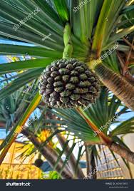 Image result for Pandanus utilis