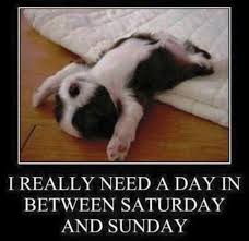 Pin By Angels Among Us Pet Rescue On Fun Rescue Pins Dog Quotes Funny Dog Quotes Funny Picture Quotes