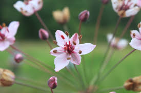 Image result for Kohautia ramosissima