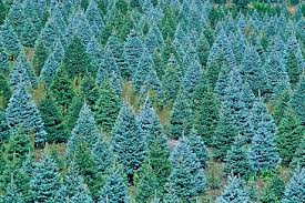 Check spelling or type a new query. Blue Spruce Christmas Tree Farm For G Pa Koop Blue Spruce Tree Blue Spruce Types Of Christmas Trees