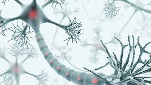 What is a neuron best described as? Understanding Neurons Role In The Nervous System