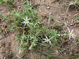 Image result for Ocimum filamentosum