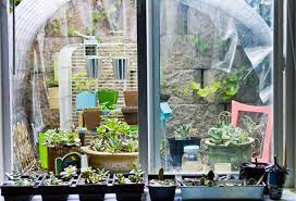 Window Well Garden Windows Garden Greenhouse