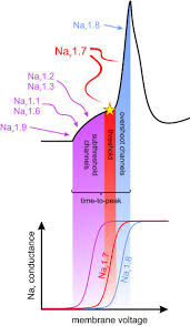 Image result for Sodium Channel Blocker