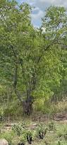 Image result for Pseudolachnostylis maprouneifolia
