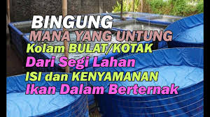 Jangan Salah Pilih Kolam Bulat Atau Kotak Yang Lebih Menguntungkan Youtube