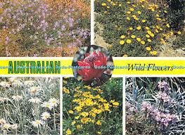 D003850 Australian. Wild Flowers. Colour Tech Productions. Robert Schorn.  Multi