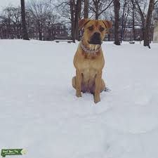 Maybe you would like to learn more about one of these? Stud Dog Boerboel Rottweiler Cross Breed Your Dog