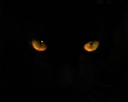 There are breeds with very unique characteristics. Free Cat Black Images Pictures And Royalty Free Stock Photos Freeimages Com