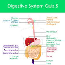 Oct 25, 2021 · whether you're planning parties or hitting the dating scene, these trivia questions for adults are the fun pastime you need right now!these lists are packed with fun, silly and difficult questions to ask to pass the time and have a fun challenge. Digestive System Quiz 5 Human Digestive System Worksheets
