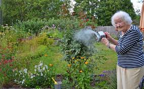 Was mit ihren pflanzen im november passiert und wie sie sie spätestens im november ist es für sie an der zeit, ihren garten samt zubehör winterfest zu machen. Der Tv Garten Im November Tipps Von Erfahrenen Gartnerinnen Aus Der Region