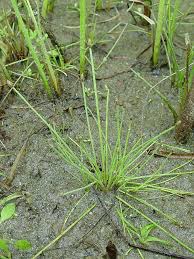 Image result for Eleocharis caduca