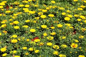 Goldtaler Strahlend Gelbe Sternbluten Pflanzen Balkon Blumen Pool Im Garten