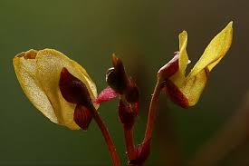 Image result for Utricularia  minor