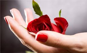 See more ideas about love rose, hearts and roses, rose. Red Hand Passion Love Rose Wallpaper 2560x1571 473389 Wallpaperup