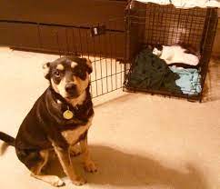 The Cat Stole The Dog S Bed Inside His Crate The Dog Is Looking At His Master To Do Something About It Funny Animal Pictures Funny Animals Cute Animals