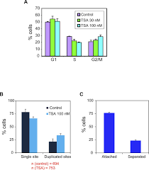 It is governed by cell cycle checkpoints to ensure cell cycle integrity and the subsequent s phase can pause in response to improperly or. S Phase Transcriptional Buffering Quantified On Two Different Promoters Life Science Alliance