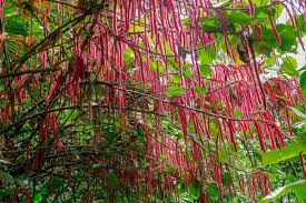 Image result for Acalypha hispida