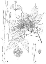 Image result for Ritchiea capparoides