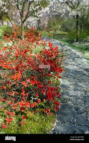 Image result for Chaenomeles japonica