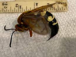 Cicadas, however, have to worry the female wasp: Omg Florida Are Those Murder Hornets Buzzing In Our Backyards