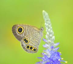 Diaphanous Butterfly Pictures Interesting Animals Butterfly