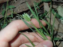 Image result for Eleusine