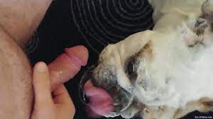 Nice dog licking a guy's cock to make him orgasm