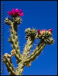 Cholla cacti belong to the cactaceae family and can be found in the arid zones and deserts of the southwestern united states and northern mexico. New Mexico Photojournal June 2008 Cactus Bloom New Mexican