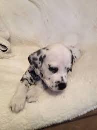 In each litter so far holley has had classic. Dalmatian Puppies For Sale In Lubbock Texas My Hobby