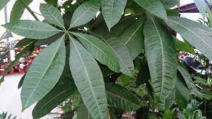 How To Grow And Care For A Money Tree Plant Lawnstarter