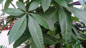 This money plant needs more care, otherwise it becomes dormant. How To Grow And Care For A Money Tree Plant Lawnstarter