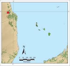 Image result for Monanthotaxis trichantha