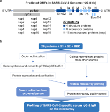 As of june 7, vaccination numbers will be rounded to the nearest whole number. Sars Cov 2 Proteome Microarray For Global Profiling Of Covid 19 Specific Igg And Igm Responses Nature Communications