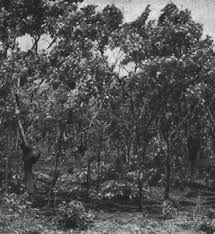 Image result for Oldfieldia dactylophylla