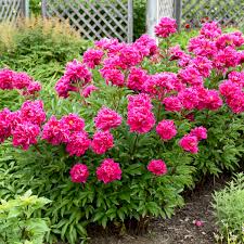 Once established, they require little maintenance perennial flowers are best planted in the spring or the fall, when temperatures are cooler. Photo Essay Extremely Cold Hardy Perennials Perennial Resource