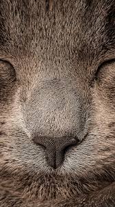 Ae78 Sleeping Cat Zoom Nature Cats Cat Wallpaper Animals