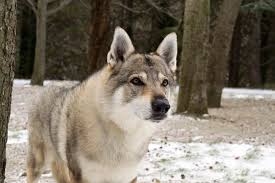 Czechoslovakian wolfdog for sale in united states. Czech Wolfdog Online Shopping Mall Find The Best Prices And Places To Buy
