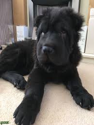 Sun exposure can lighten or bleach the coat color, but there are sun screens available for dogs to protect the color of their coat. Bear Coat Shar Pei Petfinder