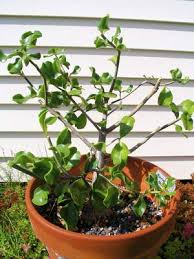 Image result for Maerua triphylla