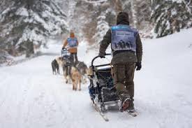 Balade chiens de traîneau été et hiver Wintersport Im Elsass Visit Alsace