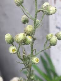 Image result for Erigeron bonariensis