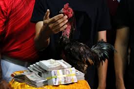 Shop our fighting roosters selection from top sellers and makers around the world. Photos Cockfighters Reap Year Of Rooster Bonus In Thailand Coconuts Bangkok