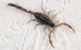 For this reason, prevention is a good, natural method of scorpion pest control. Blog Houston S Most Commonly Asked Scorpion Questions