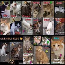 Cats Of Bgc Thank You Everyone For Stepping Up To Adopt Facebook