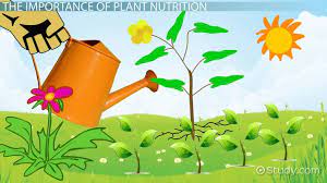 Macronutrients and micronutrients both play essential roles for several functions in our body. Macronutrients Micronutrients In Plants Video Lesson Transcript Study Com