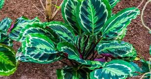 Grab a pot that isn't too big but also has enough room for the prayer plant's roots to grow freely. Calathea Medallion Care Growing Calathea Veitchiana Plants